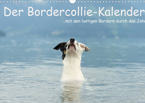 Der Bordercollie-Kalender (Wandkalender 2022 DIN A3 quer) von Köntopp,  Kathrin