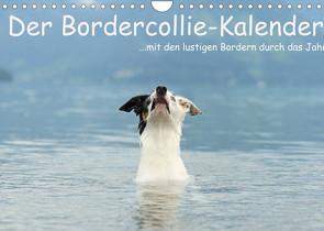 Der Bordercollie-Kalender (Wandkalender 2022 DIN A4 quer) von Köntopp,  Kathrin