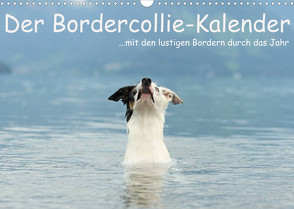 Der Bordercollie-Kalender (Wandkalender 2023 DIN A3 quer) von Köntopp,  Kathrin
