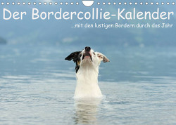 Der Bordercollie-Kalender (Wandkalender 2023 DIN A4 quer) von Köntopp,  Kathrin