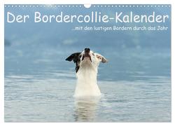 Der Bordercollie-Kalender (Wandkalender 2024 DIN A3 quer), CALVENDO Monatskalender von Köntopp,  Kathrin