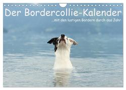 Der Bordercollie-Kalender (Wandkalender 2024 DIN A4 quer), CALVENDO Monatskalender von Köntopp,  Kathrin