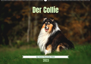 Der Collie der beste Hund der Welt (Wandkalender 2023 DIN A2 quer) von Janetzek,  Yvonne