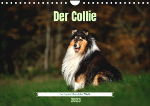 Der Collie der beste Hund der Welt (Wandkalender 2023 DIN A4 quer) von Janetzek,  Yvonne