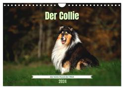 Der Collie der beste Hund der Welt (Wandkalender 2024 DIN A4 quer), CALVENDO Monatskalender von Janetzek,  Yvonne