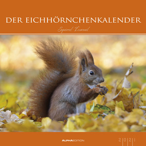 Der Eichhörnchenkalender 2021 – Bild-Kalender 33×33 cm – Squirrels – Tierkalender – Wandplaner – Alpha Edition
