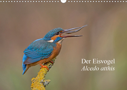Der Eisvogel – Alcedo atthis (Wandkalender 2021 DIN A3 quer) von Dürre,  Wiking