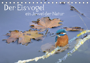 Der Eisvogel, ein Juwel der Natur (Tischkalender 2024 DIN A5 quer) von Rufotos
