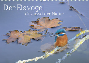 Der Eisvogel ein Juwel der Natur (Wandkalender 2023 DIN A2 quer) von Rufotos