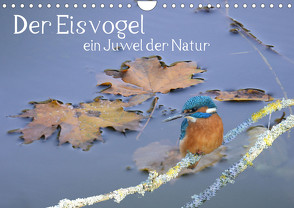Der Eisvogel, ein Juwel der Natur (Wandkalender 2024 DIN A4 quer) von Rufotos