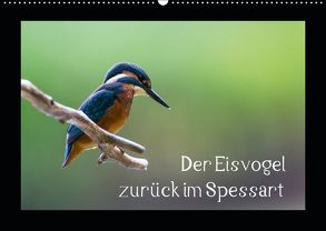 Der Eisvogel zurück im Spessart (Wandkalender 2019 DIN A2 quer) von Reibert,  Björn