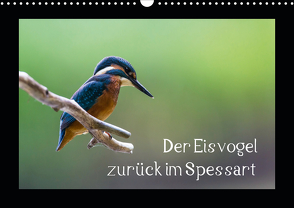 Der Eisvogel zurück im Spessart (Wandkalender 2021 DIN A3 quer) von Reibert,  Björn