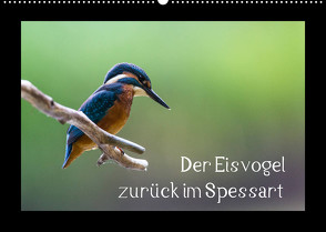 Der Eisvogel zurück im Spessart (Wandkalender 2022 DIN A2 quer) von Reibert,  Björn