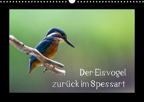 Der Eisvogel zurück im Spessart (Wandkalender 2022 DIN A3 quer) von Reibert,  Björn