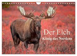 Der Elch – König des Nordens (Wandkalender 2024 DIN A4 quer), CALVENDO Monatskalender von Pelzer,  Inken Paletta,  Claudia