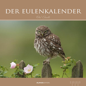 Der Eulenkalender 2020 – Eulen – Owls – Bildkalender (33 x 33) – Tierkalender – Wandkalender von ALPHA EDITION