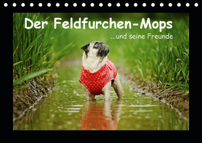 Der Feldfurchen-Mops (Tischkalender 2020 DIN A5 quer) von Köntopp,  Kathrin