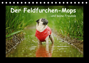 Der Feldfurchen-Mops (Tischkalender 2022 DIN A5 quer) von Köntopp,  Kathrin