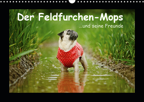Der Feldfurchen-Mops (Wandkalender 2021 DIN A3 quer) von Köntopp,  Kathrin