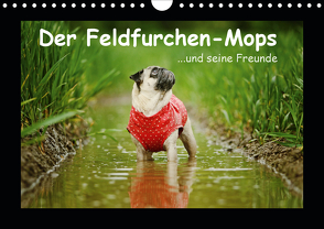 Der Feldfurchen-Mops (Wandkalender 2021 DIN A4 quer) von Köntopp,  Kathrin