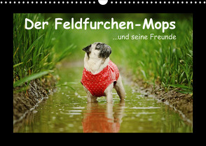 Der Feldfurchen-Mops (Wandkalender 2022 DIN A3 quer) von Köntopp,  Kathrin
