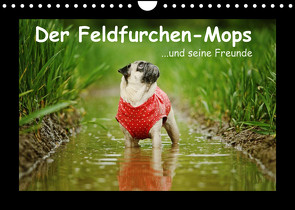 Der Feldfurchen-Mops (Wandkalender 2022 DIN A4 quer) von Köntopp,  Kathrin