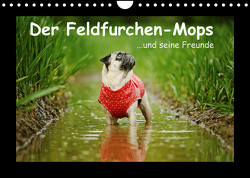 Der Feldfurchen-Mops (Wandkalender 2023 DIN A4 quer) von Köntopp,  Kathrin