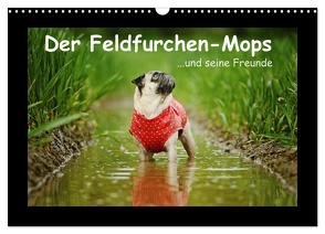 Der Feldfurchen-Mops (Wandkalender 2024 DIN A3 quer), CALVENDO Monatskalender von Köntopp,  Kathrin