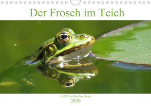 Der Frosch im Teich – auf Froschbeobachtung (Wandkalender 2020 DIN A4 quer) von Schimmack,  Claudia
