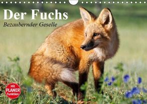 Der Fuchs. Bezaubernder Geselle (Wandkalender 2019 DIN A4 quer) von Stanzer,  Elisabeth