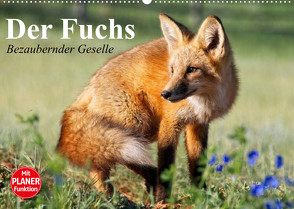Der Fuchs. Bezaubernder Geselle (Wandkalender 2023 DIN A2 quer) von Stanzer,  Elisabeth