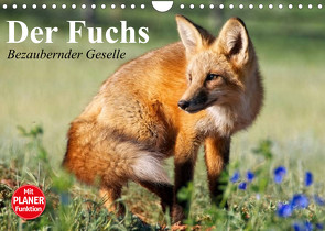 Der Fuchs. Bezaubernder Geselle (Wandkalender 2023 DIN A4 quer) von Stanzer,  Elisabeth