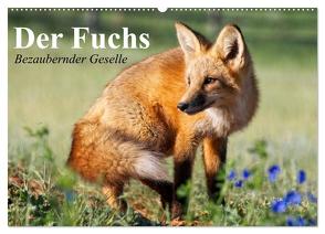 Der Fuchs. Bezaubernder Geselle (Wandkalender 2024 DIN A2 quer), CALVENDO Monatskalender von Stanzer,  Elisabeth