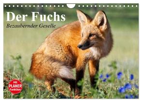 Der Fuchs. Bezaubernder Geselle (Wandkalender 2024 DIN A4 quer), CALVENDO Monatskalender von Stanzer,  Elisabeth