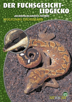 Der Fuchsgesicht-Lidgecko von Grossmann,  Wolfgang