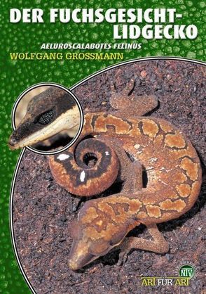 Der Fuchsgesicht-Lidgecko von Grossmann,  Wolfgang