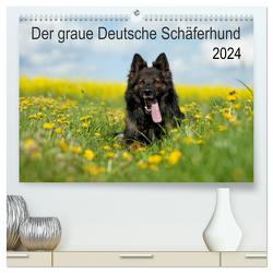 Der graue Deutsche Schäferhund (hochwertiger Premium Wandkalender 2024 DIN A2 quer), Kunstdruck in Hochglanz von Schiller,  Petra