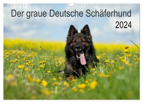 Der graue Deutsche Schäferhund (Wandkalender 2024 DIN A3 quer), CALVENDO Monatskalender von Schiller,  Petra