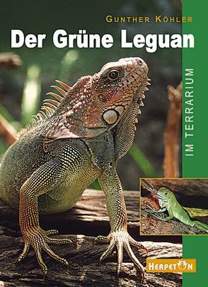 Der Grüne Leguan im Terrarium von Köhler,  Gunther