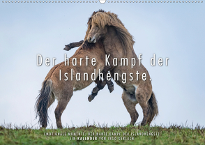 Der harte Kampf der Islandhengste. (Wandkalender 2020 DIN A2 quer) von Gerlach,  Ingo