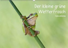 Der kleine grüne Wetterfrosch (Wandkalender 2019 DIN A2 quer) von Wurster,  Beate