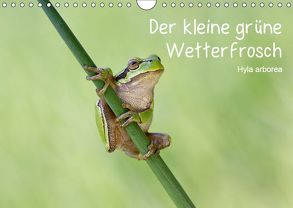 Der kleine grüne Wetterfrosch (Wandkalender 2019 DIN A4 quer) von Wurster,  Beate