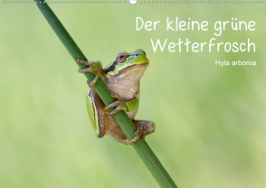 Der kleine grüne Wetterfrosch (Wandkalender 2020 DIN A2 quer) von Wurster,  Beate