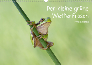 Der kleine grüne Wetterfrosch (Wandkalender 2020 DIN A3 quer) von Wurster,  Beate