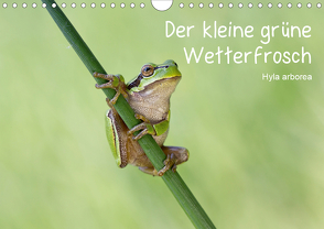Der kleine grüne Wetterfrosch (Wandkalender 2020 DIN A4 quer) von Wurster,  Beate