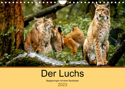 Der Luchs – Begegnungen mit einer Raubkatze (Wandkalender 2023 DIN A4 quer) von Metzger,  Ralf