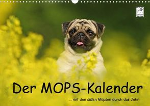 Der MOPS-Kalender (Wandkalender 2022 DIN A3 quer) von Köntopp,  Kathrin