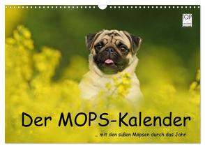 Der MOPS-Kalender (Wandkalender 2024 DIN A3 quer), CALVENDO Monatskalender von Köntopp,  Kathrin