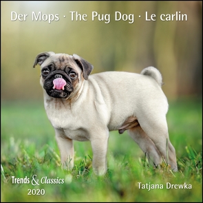Der Mops The Pug Dog 2020 – Broschürenkalender – Wandkalender – mit herausnehmbarem Poster – Format 30 x 30 cm von Drewka,  Tatjana, DUMONT Kalenderverlag