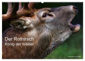 Der Rothirsch, König der Wälder (Wandkalender 2024 DIN A2 quer), CALVENDO Monatskalender von von Düren,  Alexander